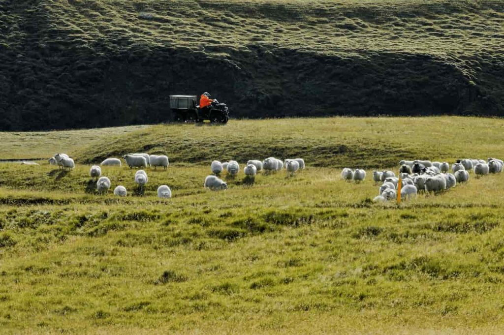 Icelandic countryside
